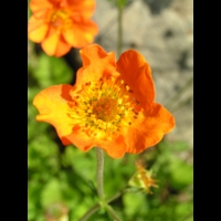 Geum Chiloense (fam. Rosacees)(Andes)(02)